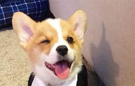 柯基犬不斷尾巴可以嗎