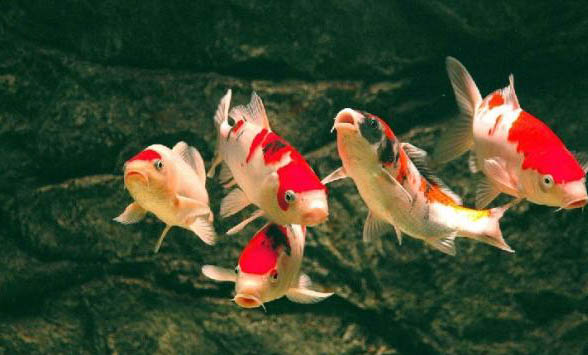 熱帶魚(yú)可以和錦鯉一起養(yǎng)嗎