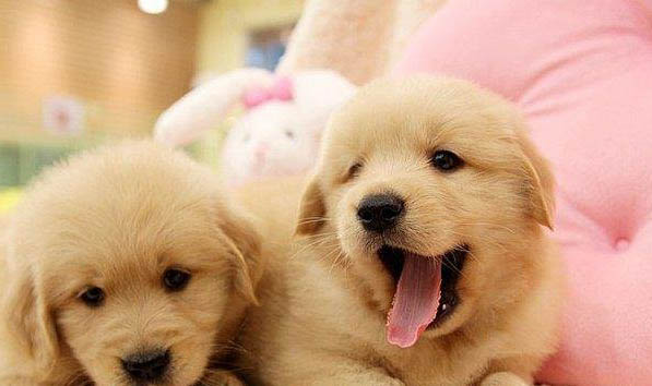 金毛犬為什么會吃自己的屎?