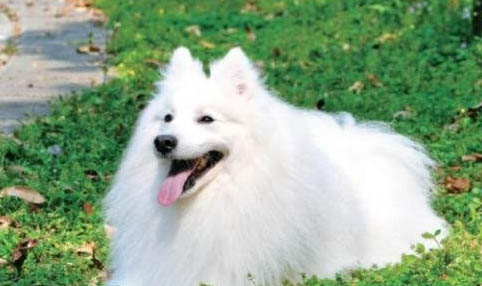 銀狐犬和薩摩耶的區(qū)別有哪些