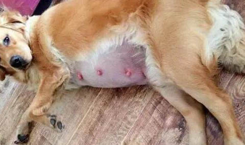狗狗細小病毒白細胞低有治嗎
