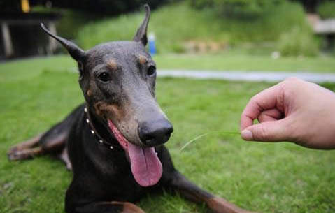 三個月大的杜賓犬價格是多少