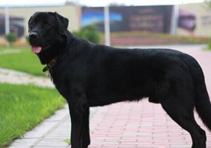阿富汗獵犬受傷怎么處理傷口