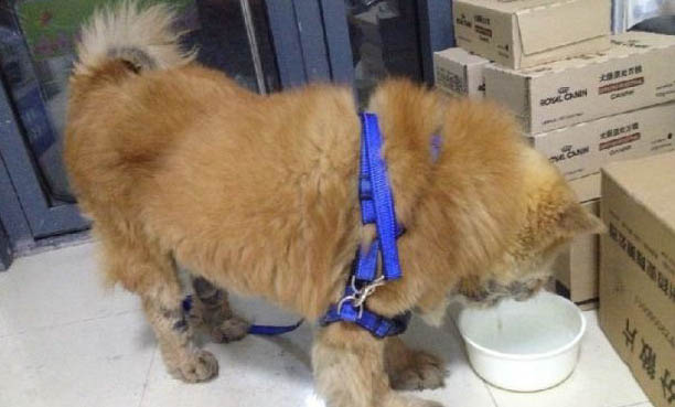 狗感冒可以吃雞蛋