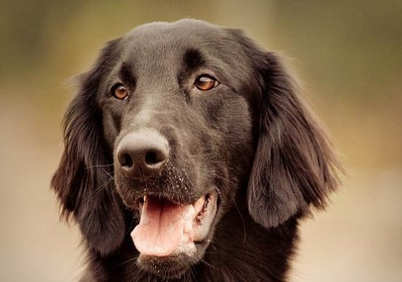 維希拉獵犬突然在家亂拉尿