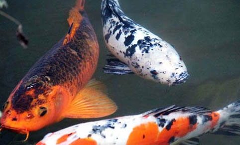 熱帶魚好養的都有哪些品種