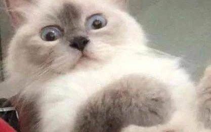 貓咪有滴蟲的癥狀是什么?