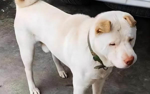 狗狗眼睛睜不開?