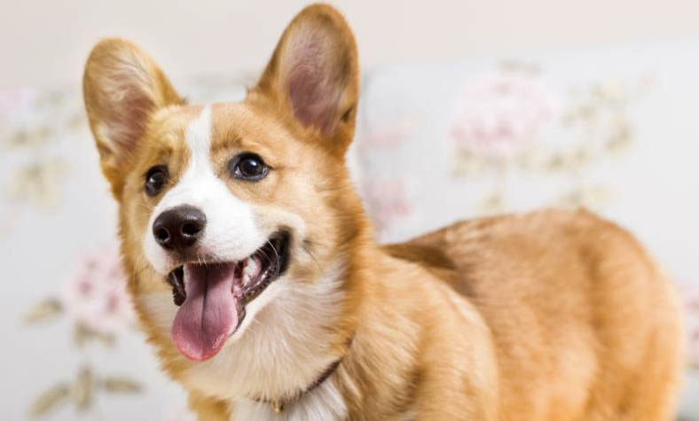 如何判斷狗狗幼犬有兩三個(gè)月