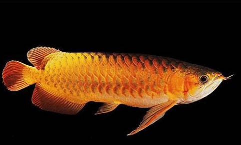 螺肉餌料釣魚效果好嗎
