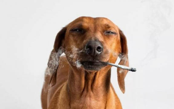 狗狗的訓練方法