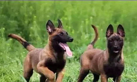 馬犬價格多少錢一只