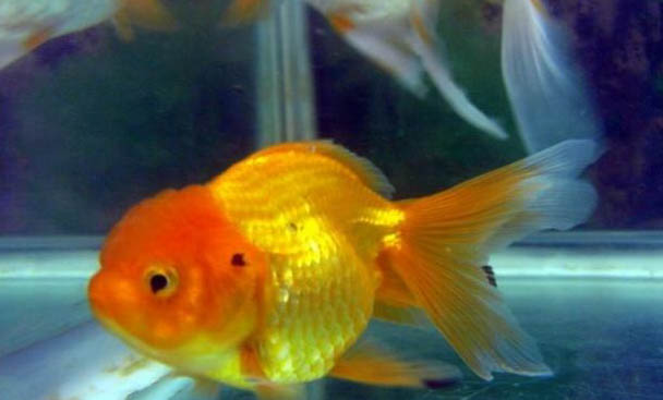 金魚打粉病的原因及處理方法