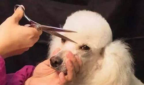 狗狗只吃狗糧還有口臭是什么原因