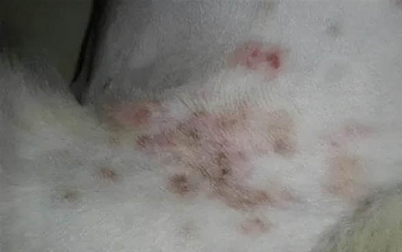 為什么把狗狗賣了還要交錢呢