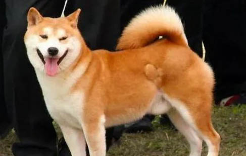 柴犬和秋田犬區分方法