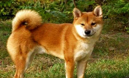 一個月中華田園犬如何喂養
