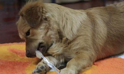 皇家幼犬狗糧如何吃到啊