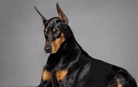 杜賓犬會掉毛嗎