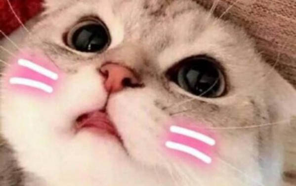 貓咪一直吐但是精神很好是什么原因
