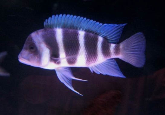 錦鯉魚(yú)鱗掉了還能長(zhǎng)出來(lái)么?