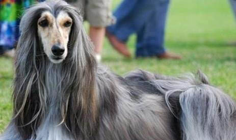 獵犬智商排名