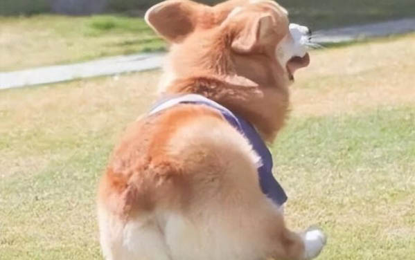 小狗口水很粘稠怎么辦