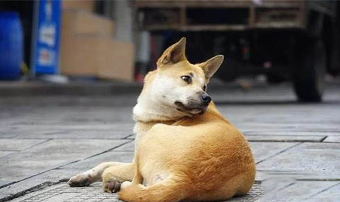 狗狗被主人打的嚇尿了