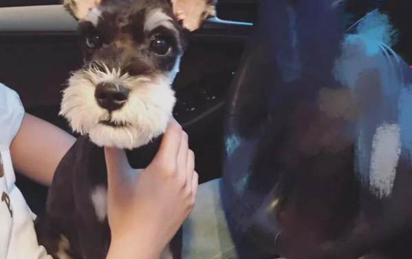 狗狗皮膚病吃灰黃霉素