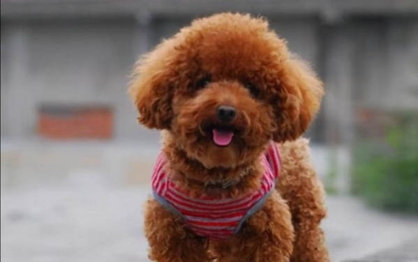 泰迪隔多久生第二只