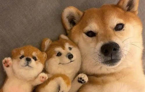 狗狗得了細小腸炎都有哪些癥狀