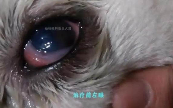 怎么引導狗狗在尿墊上廁所