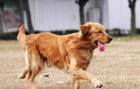 金毛犬好養嗎