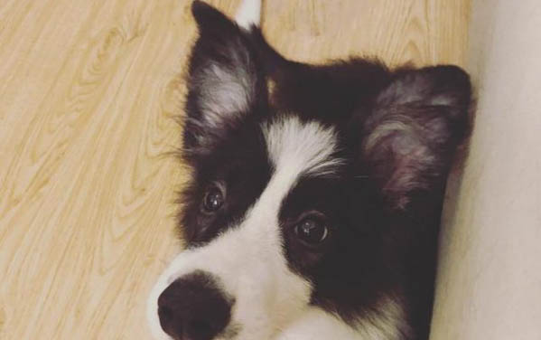 狗狗不活潑是怎么回事啊