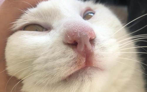 貓咪洗了澡馬上洗可以嗎?