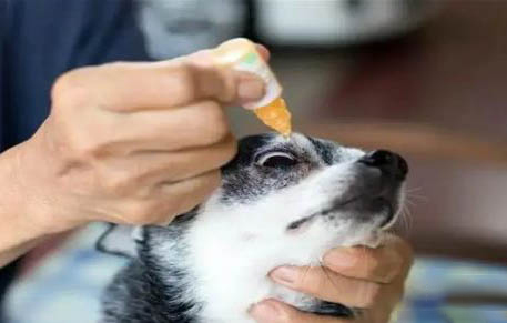 狗狗為什么會咬自己的腿