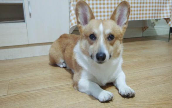狗狗吃了雞骨頭多久才能確認沒事