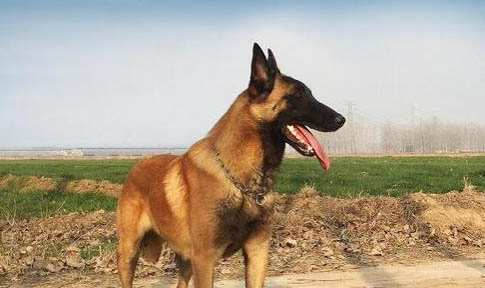 馬犬如何看純度