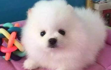 狗狗一直叫是什么原因?