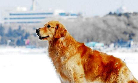 金毛犬可以吃蛋清嗎