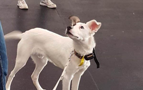 犬細小能不能治好
