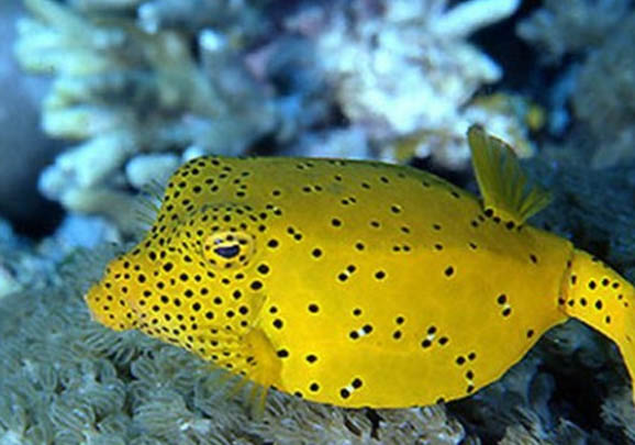 秋冬季西南風(fēng)可以釣魚嗎