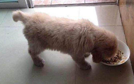 狗狗耳朵分泌物多是什么原因？