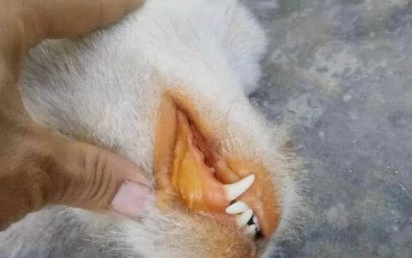 狗狗中暑嘔吐怎么辦?