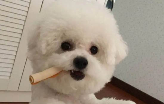 狗狗鼻子老是無力鼻子干沒精神怎么辦?