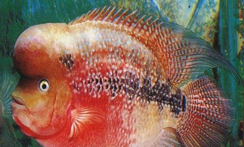 魚缸一般養(yǎng)幾條發(fā)財(cái)魚
