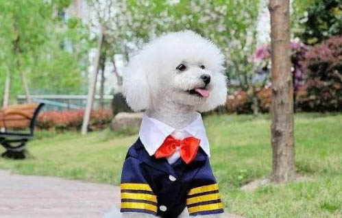 狗狗發燒的癥狀表現有哪些?