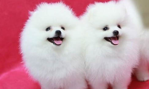 博美犬和泰迪哪個好
