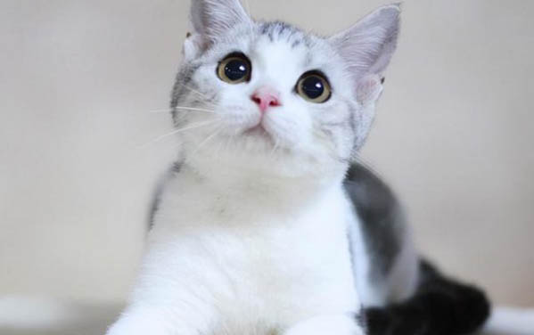 小貓?zhí)K了怎么辦
