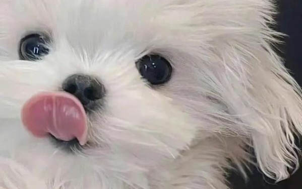 哪里有狗糧賣